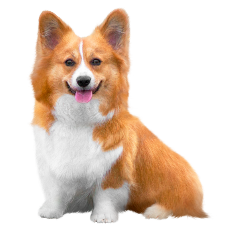 Pets