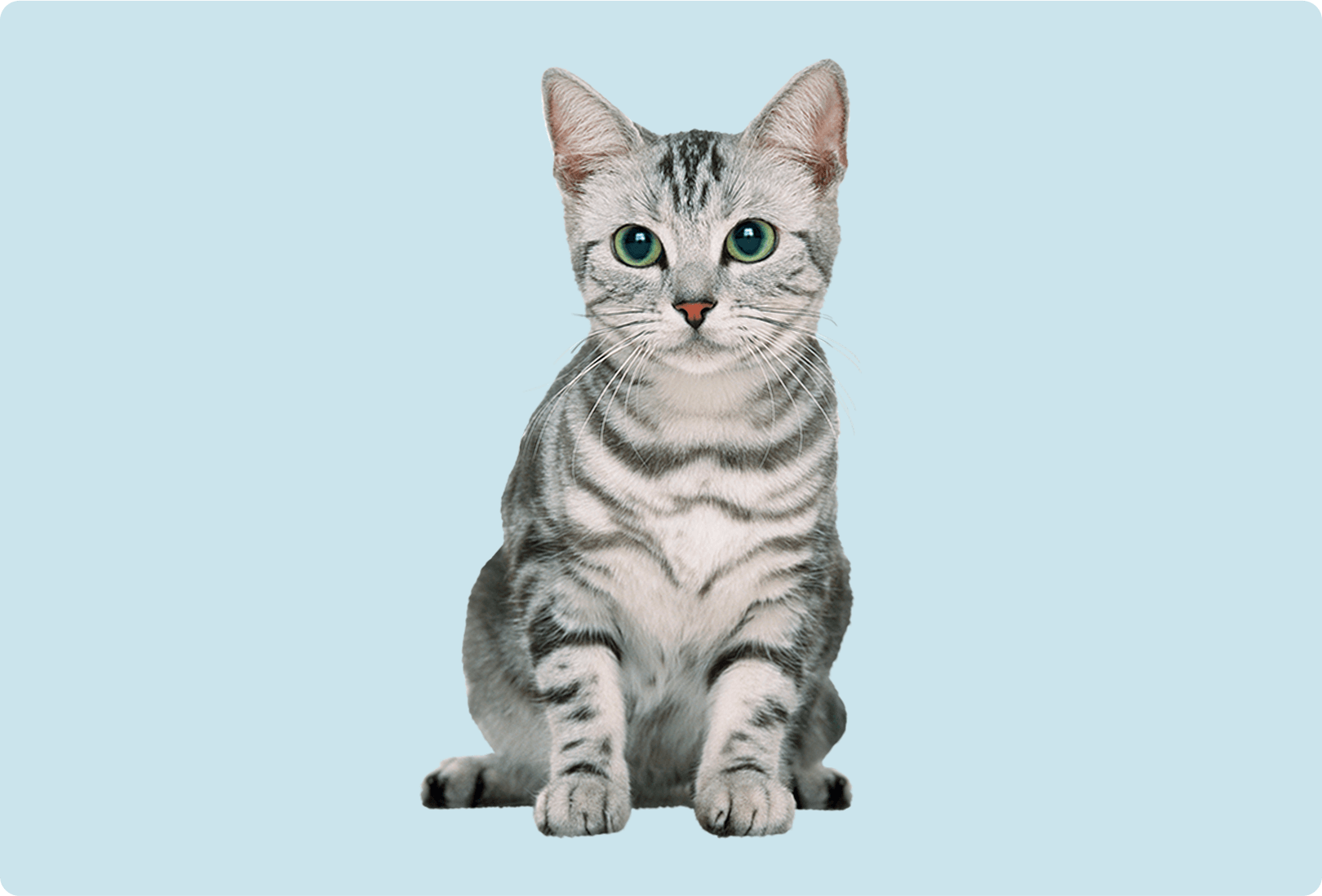Image (9).png